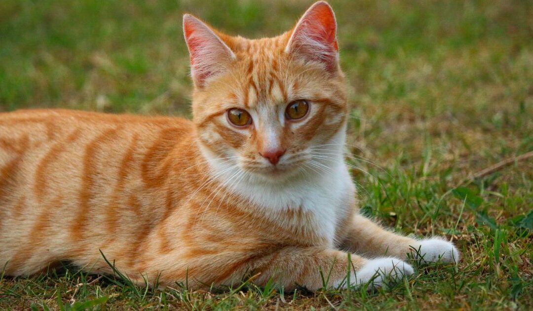 VillaNat Cat, l’hôtel pour chats qui séduit les propriétaires