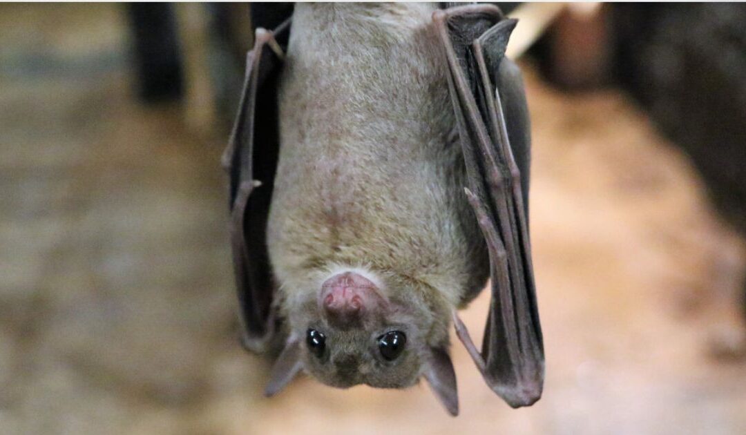 La Nuit de la chauve-souris : à la découverte des demoiselles nocturnes