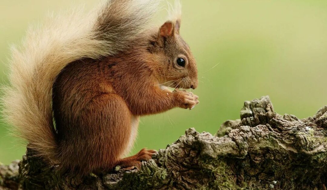 L’écureuil roux au cœur d’une enquête de sciences participatives